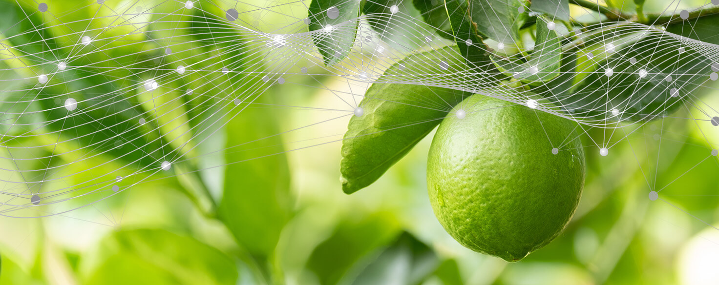 tecnología patentada Netfruit